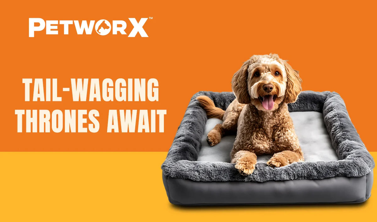 Why dogs need their own beds (not your sofa)?