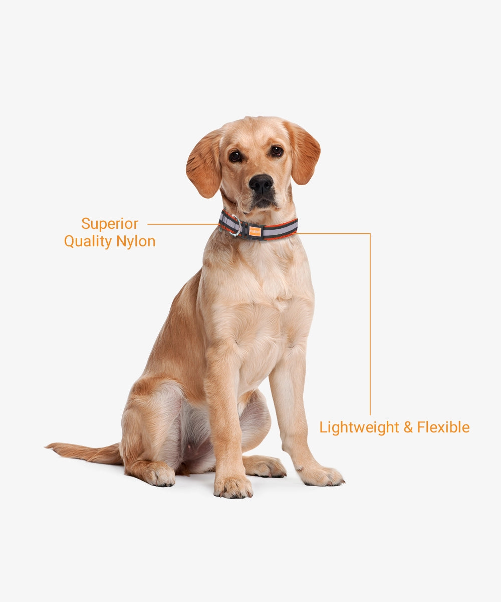 Kibbo Reflective Collar