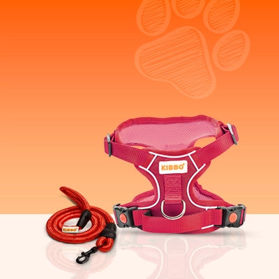 Walking_essentials_a2acf9dd 9f3e 450c 93a7 72226bb81893