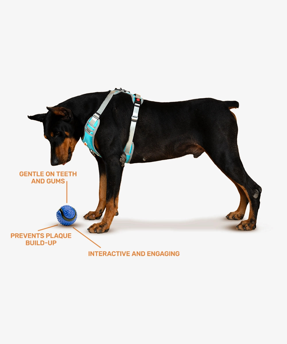 Rubber toy, dotted big ball, blue